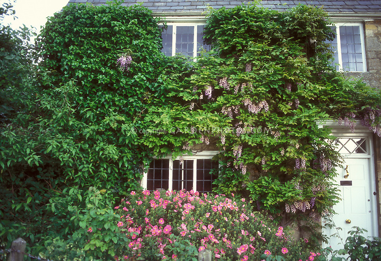 15 Of The Most Beautiful Trees Ever Photographed Wisteria-House-Cistus-20488
