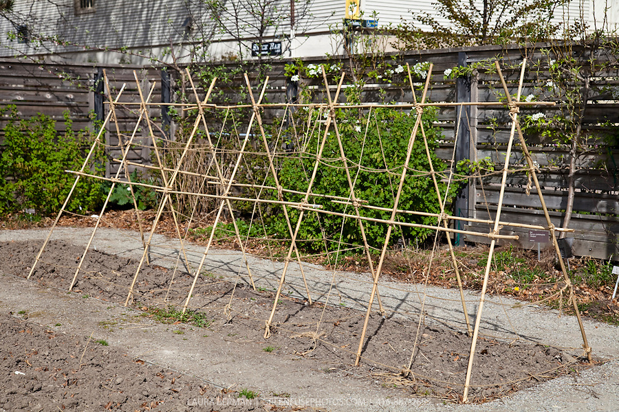 Got a feeling I'll be putting up multiple trellises... Trellis-LB1004-6247