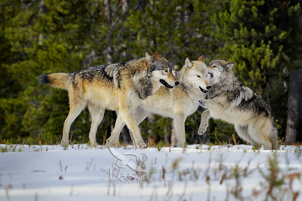 Aquí vivimos!  - Página 17 WILD-GRAY-WOLVES-behavior-photo-or-image-C3B9840