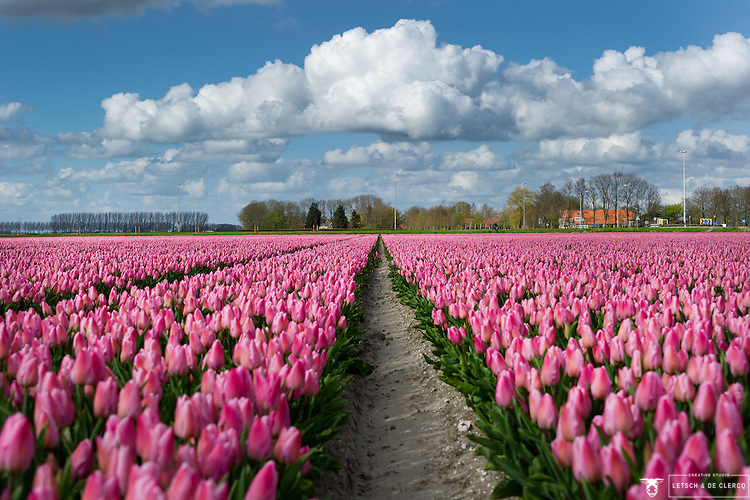 Szpanujemy ładnymi zdjęciami z odgrywanego przez nas kraju - Page 2 NETHERLANDS-HOLLAND-TULIPS-0022