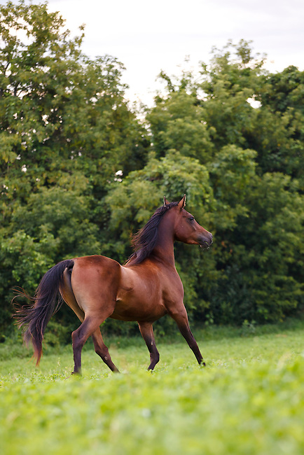 .::Ficha de Shiny::. Bay-Arabian-horse-with-no-bridle-walking-in-green-pasture-MG-7329