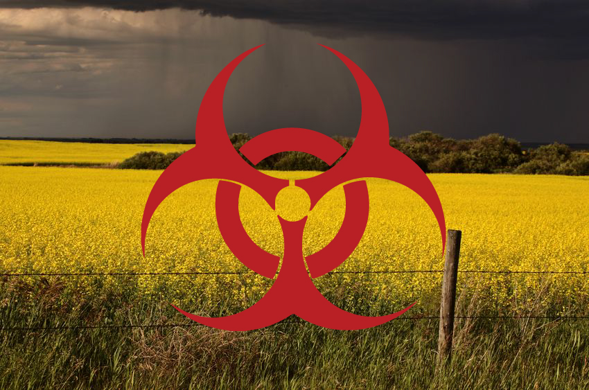 BREAKING: Monsanto/Bayer's GM Plants Contaminate Europe Despite Ban Canola_contamination3