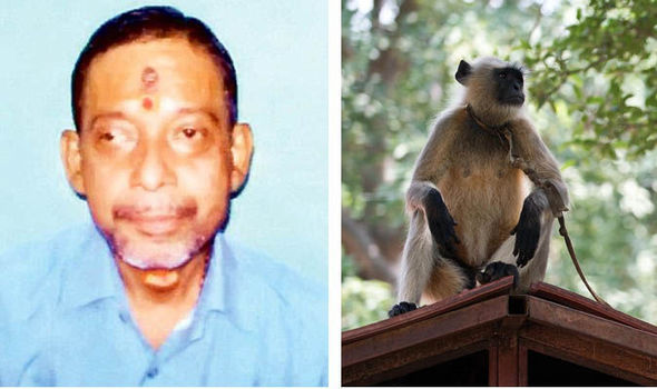 Monos matan a pedradas a un sacerdote de la India Killer-monkeys-623808