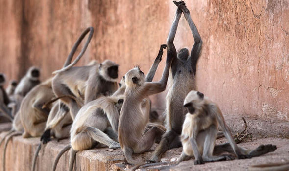 Monos matan a pedradas a un sacerdote de la India Indian-killer-monkeys-404381