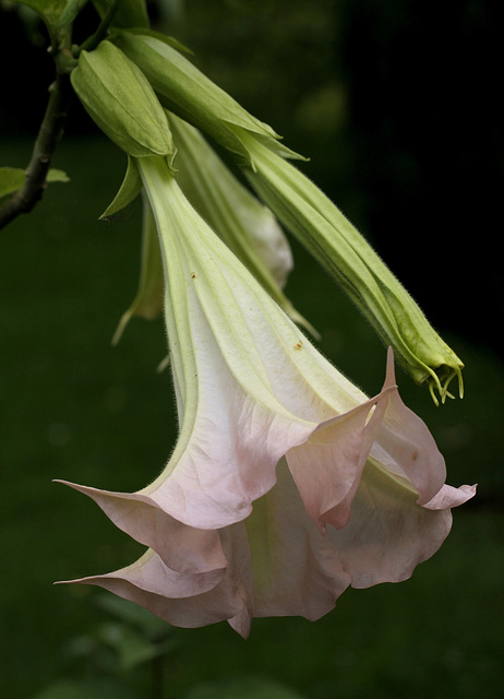 Brugmansia - le genre - Page 2 9180166.d21b26ab.640