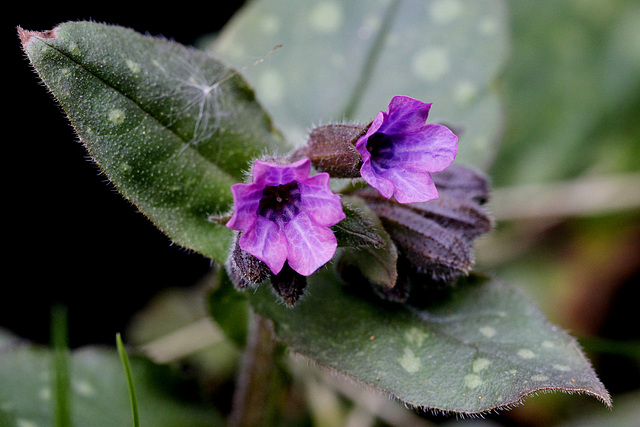 Pulmonaria officinalis - pulmonaire officinale 10180820.5c21ef23.640