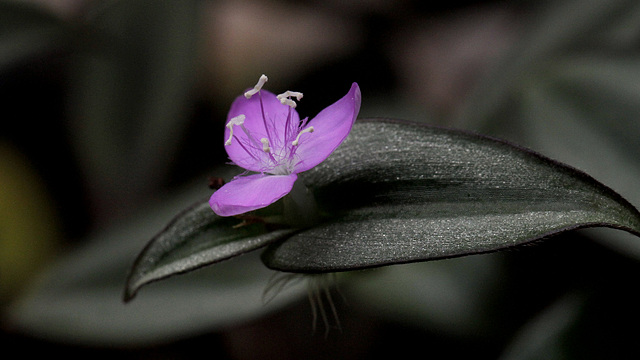 Tradescantia zebrina var. zebrina (= Tradescantia pendula) - Page 2 11823416.506b53d6.640