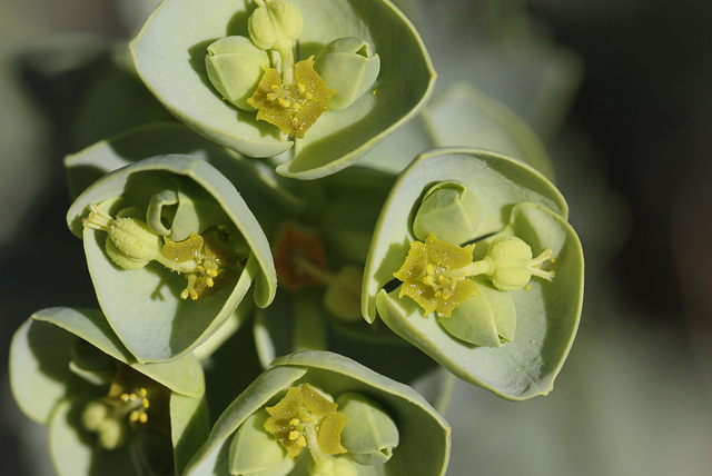 Euphorbia myrsinites  - euphorbe de Corse, euphorbe faux-myrte 12732904.e51d4868.640
