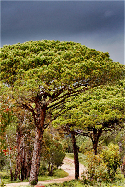 Pinus pinea - pin parasol 20010029.883b2163.640