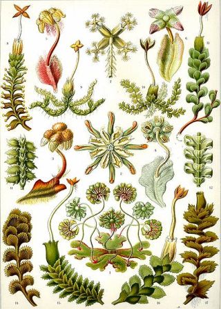 Auteur : Haeckel ( domaine public)- planche 82 Hepaticae