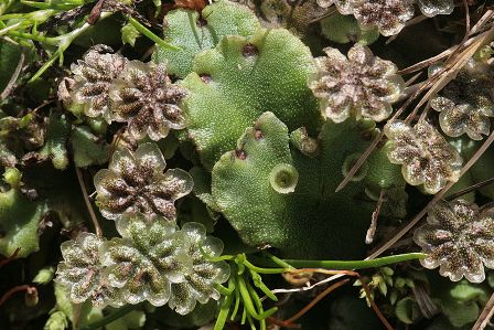 Marchantia polymorpha de Hermann Schachner- domaine public