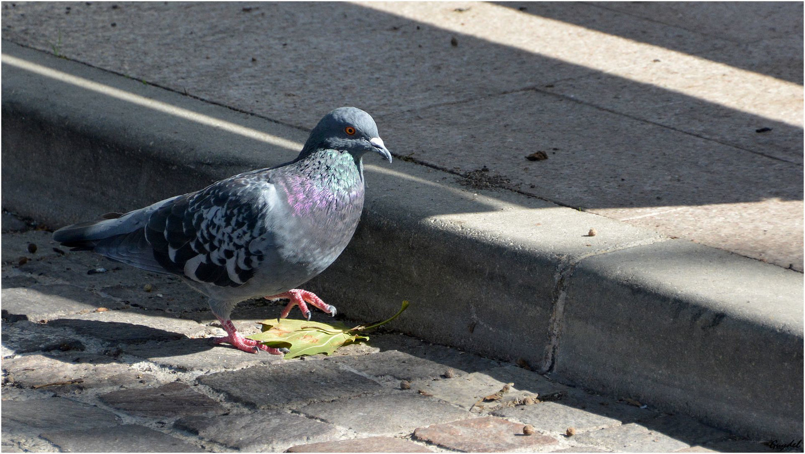 Pigeons Urbains 35509927.6b68d6f2.1600