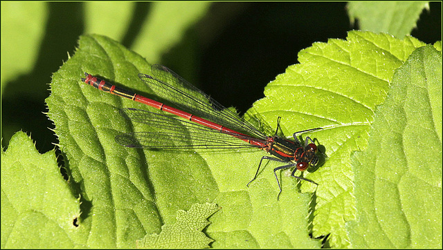 Libellule je pense? Identifié Agrion 32556051.779686ef.640