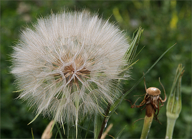 Tragopogon porrifolius subsp. australis - salsifis du midi 34009113.76f82be9.640