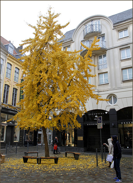 Ginkgo biloba - arbre aux quarante écus - Page 3 36117139.9d522d78.640