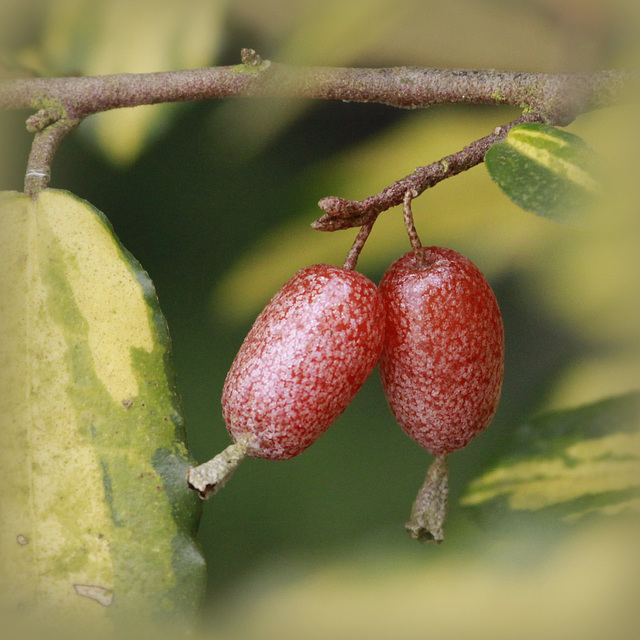 Elaeagnus pungens 'Maculata' - fruit [Devinette] 46481510.019ab99f.640