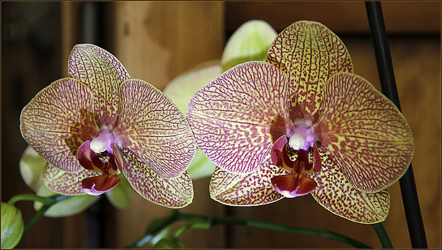 orchidées - floraisons du moment 2015 - Page 7 39331728.c49fc0f1.640