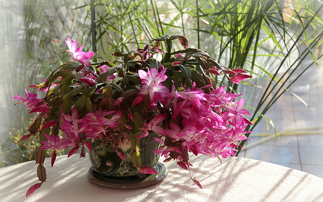 Schlumbergera - le genre - cactus de Noël - Page 7 45732070.25ca82b3.640