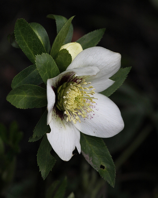 Helleborus - les hellébores, ou ellébores  - Page 7 41212186.e73129fc.640