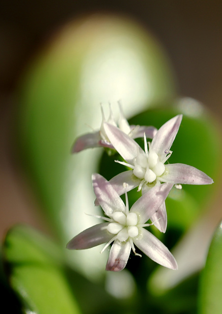 Crassula ovata - Page 6 48152344.0bfd4f97.640