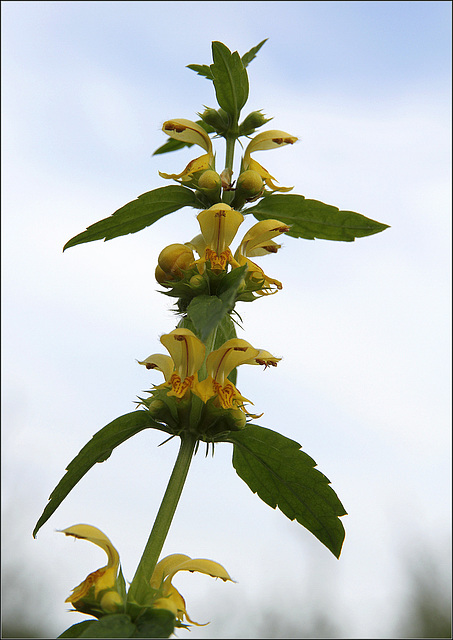 Lamium galeobdolon - lamier jaune, ortie jaune - Page 2 41814116.c9ededc7.640