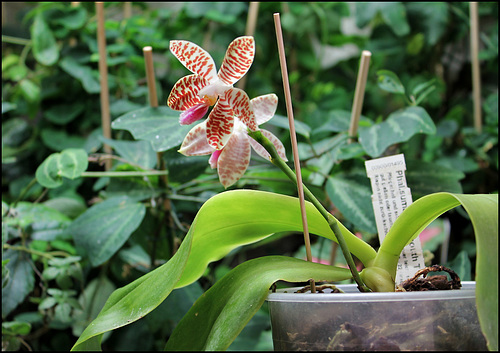 Phalaenopsis sumatrana (South Thailand) 39514198.72576169.500