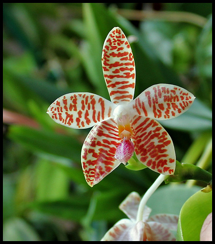 Phalaenopsis sumatrana (South Thailand) 39514200.0e38341f.500