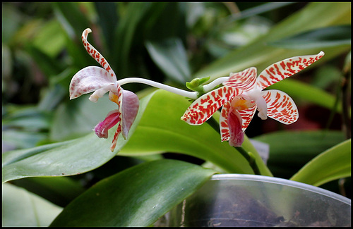 Phalaenopsis sumatrana (South Thailand) 39514206.3d08e51d.500