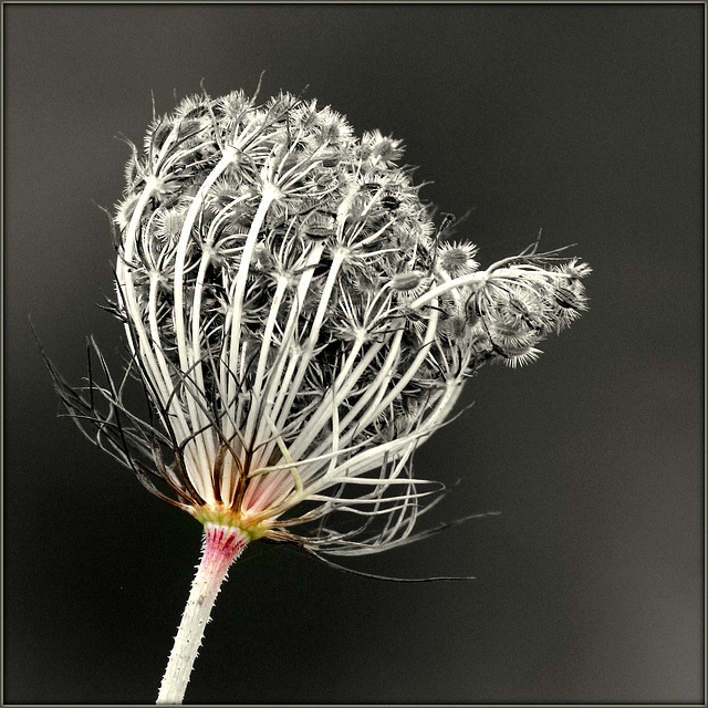 Daucus carota - carotte sauvage  39534920.e6c5be9c.640