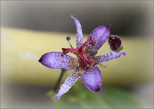 Tricyrtis - le genre 45526274.a66d1cff.640