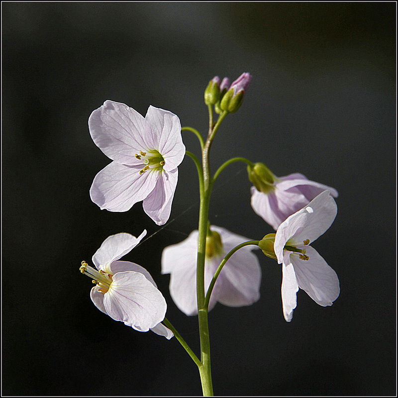  Une fleur par jour.... - Page 6 41687520.5b1cd25b.800