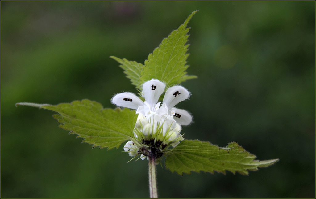  Une fleur par jour.... - Page 6 41687786.f13b1fff.1024