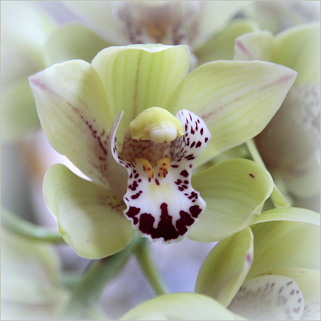 orchidées - floraisons du moment 2017 44118742.a31e0dcf.640