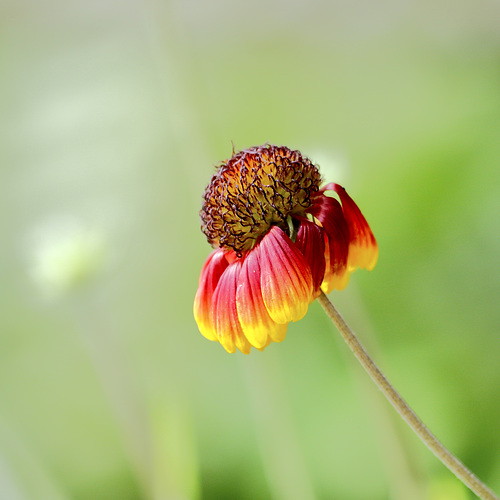 L'été avec des fleurs - Page 2 52029888.8dcd4269.500