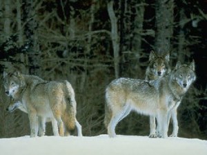 9 casos reales de niños criados por animales Ninos-abandonados-7