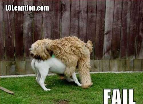 Funny Pics. - Page 20 Funny-fail-pics-dog-mating-epic-fail-wrong-way-round