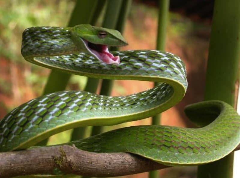 مزايين الثعابين 20-bizarre-snakes-that-will-creep-you-out-2
