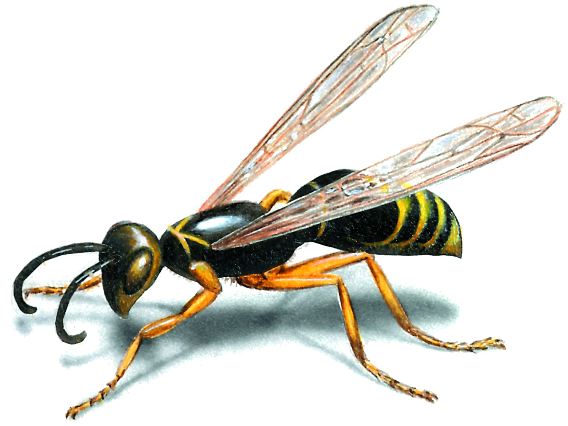 H3SW: General Graphics discussion - Page 13 Wasp-illustration_1159x870
