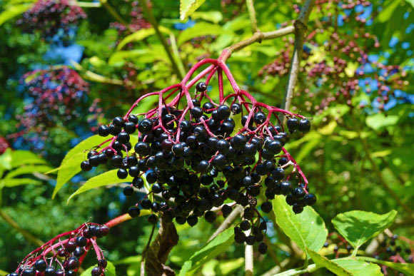 New Study Shows How Elderberries Fight Influenza Virus Image_7145-Elderberry