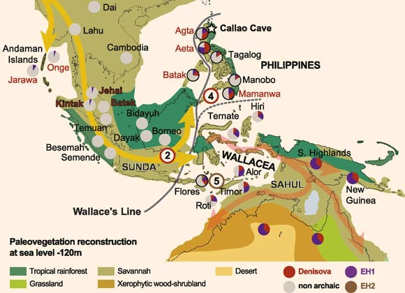 (RH Positive) Humans Interbred with Four Extinct Hominin Species, Research Finds (RH Negative Origins Still Unknown) Image_7438-Hominin-Introgression