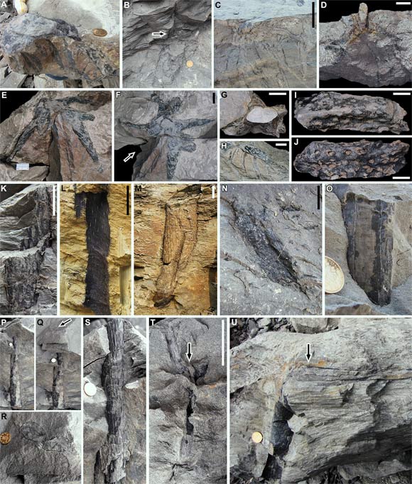 Devonian Fossil Forest Unearthed in China Image_7484_3-Guangdedendron