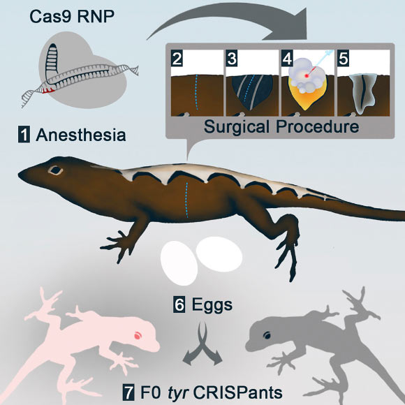 Researchers Create Albino Lizards Using CRISPR-Cas9 Gene Editing Image_7556_2-Albino-Lizards