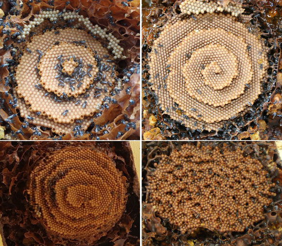 Stingless Tetragonula Bees Build Combs Like a Crystal Image_8678_1-Tetragonula