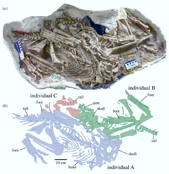 New Bird-Like Dinosaur Unearthed in Mongolia Image_8928_2-Oksoko-avarsan