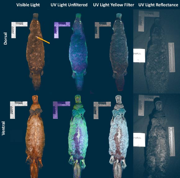 Ultraviolet Fluorescence Discovered in Platypus Image_9026-Platypus-Biofluorescence