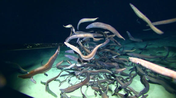 Largest Aggregation of Fishes Ever Observed at Abyssal Depths Image_9114-Ilyophis-arx