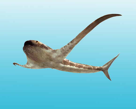 Cretaceous Plankton-Eating Shark Had Long, Wing-Like Fins Image_9470_1-Aquilolamna-milarcae