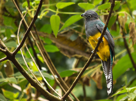 New Species of Bird Discovered in Brazil Image_9527_1-Trogon-rufus