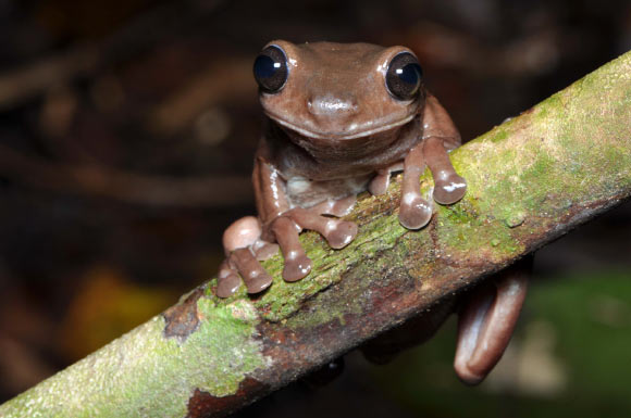 New Guinea "chocolate frog" species Image_9706-Litoria-mira