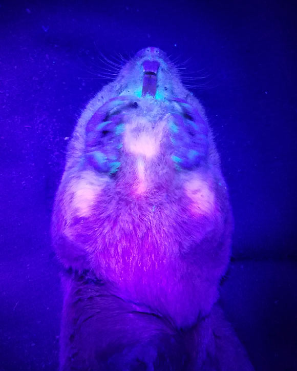 Scientists Observe Biofluorescence in Burrowing Mammals for First Time Image_10088-Geomys-pinetis